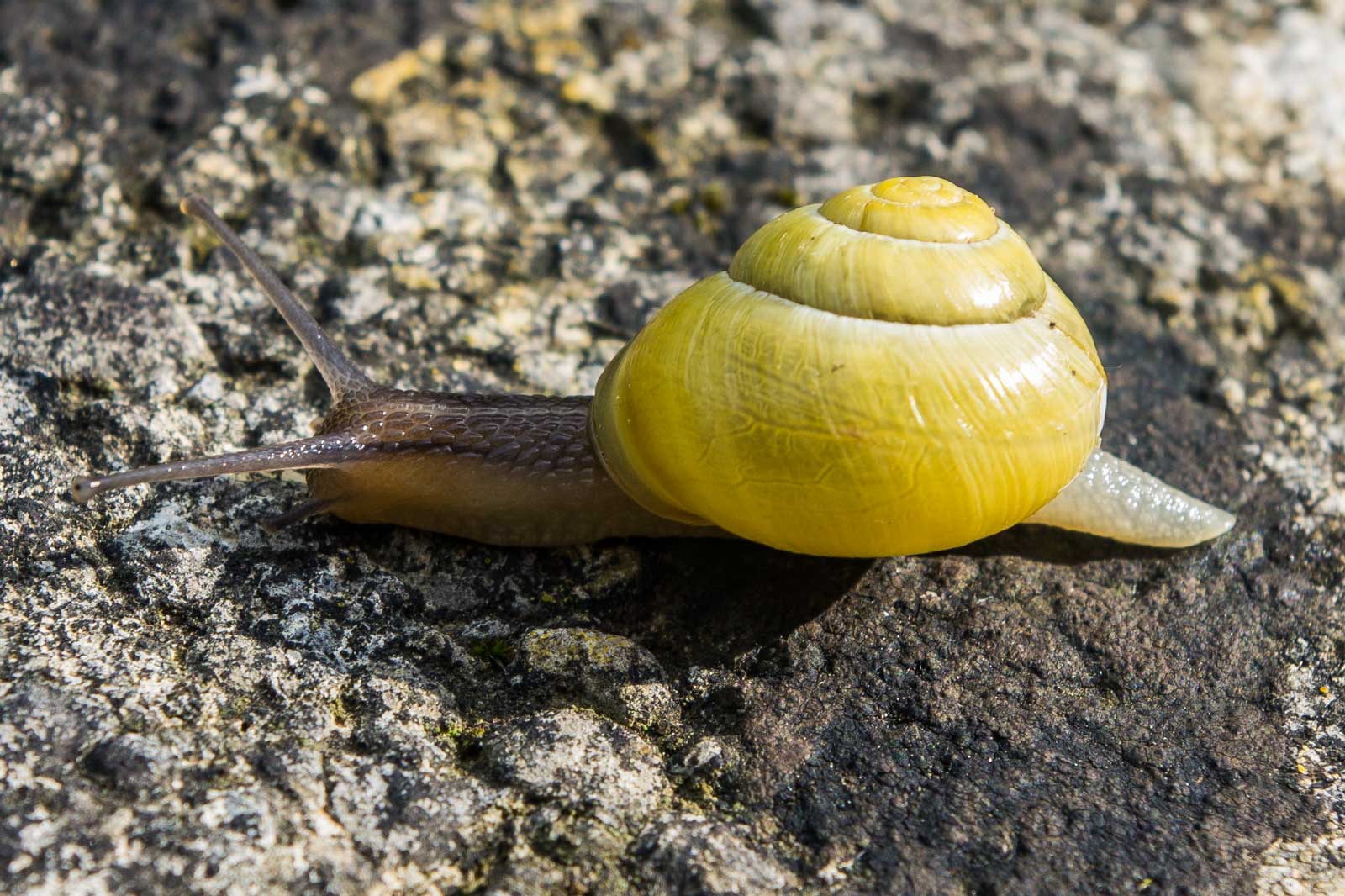 snail1