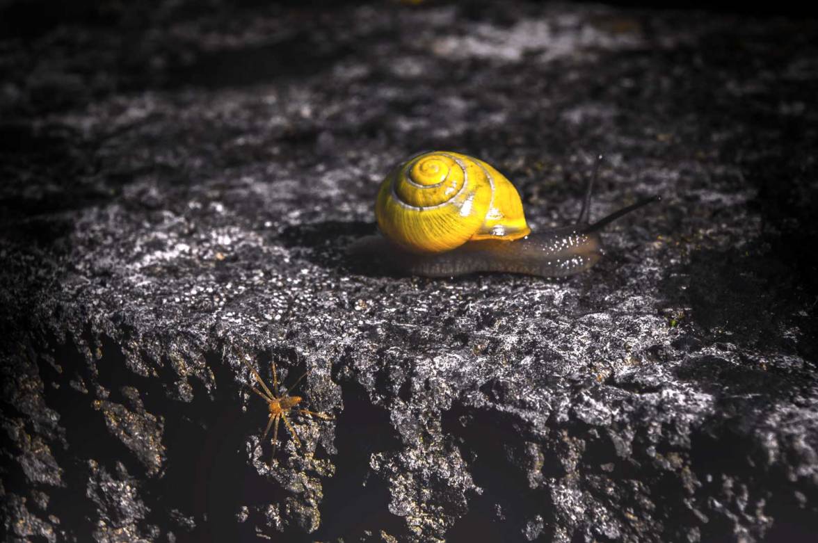 snail4