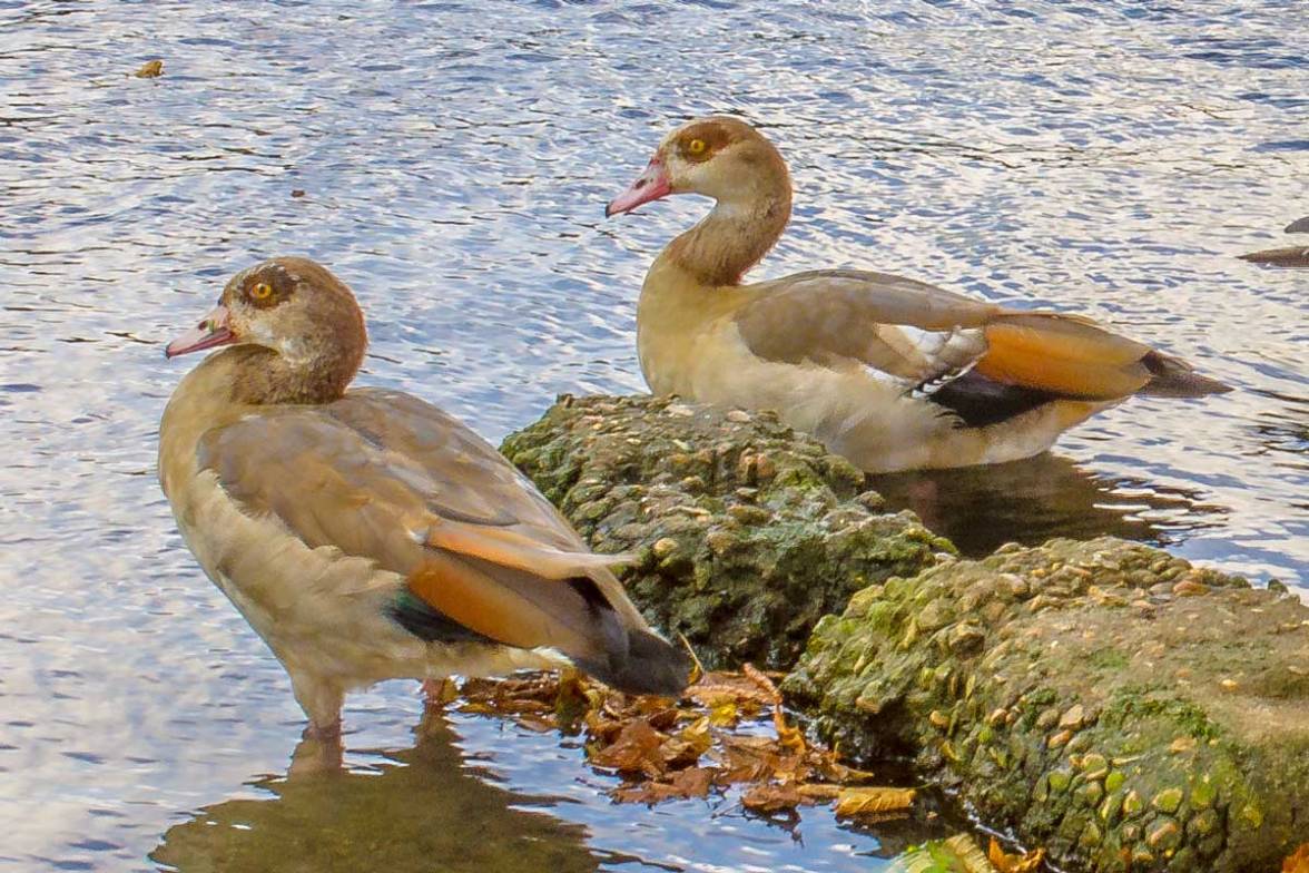 reigate-imgp2423