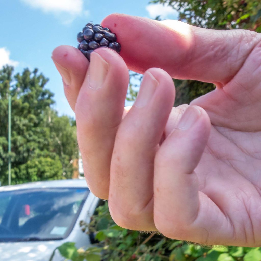 It’s blackberry time!