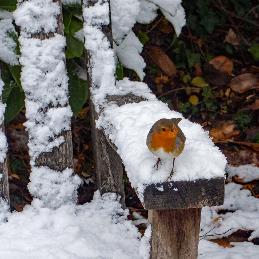 Snow is where I’ll&nbsp;go