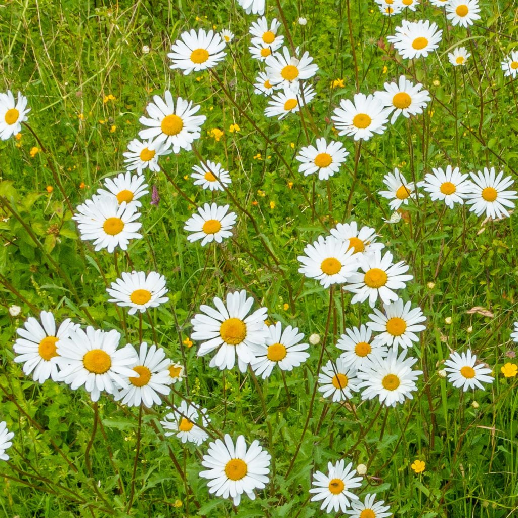 A bike ride on&nbsp;foot