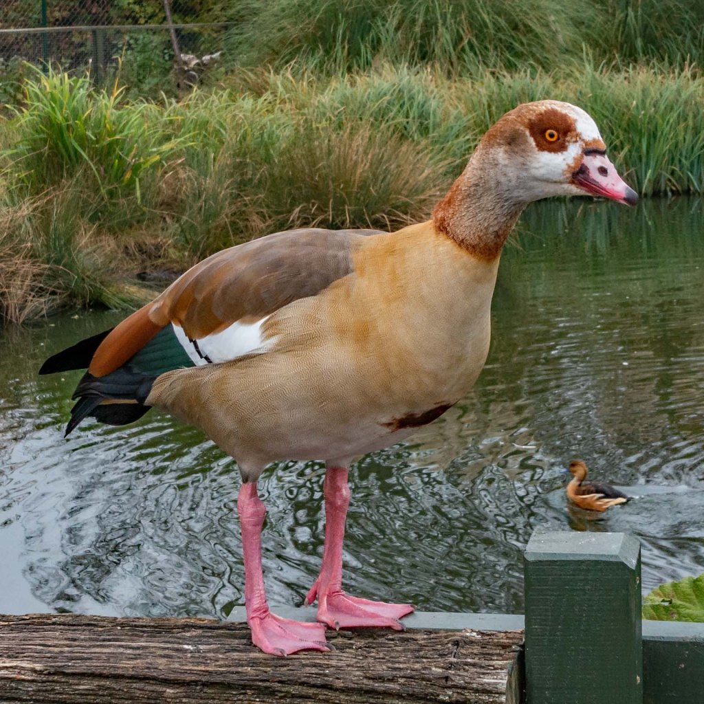 London Wetlands Centre