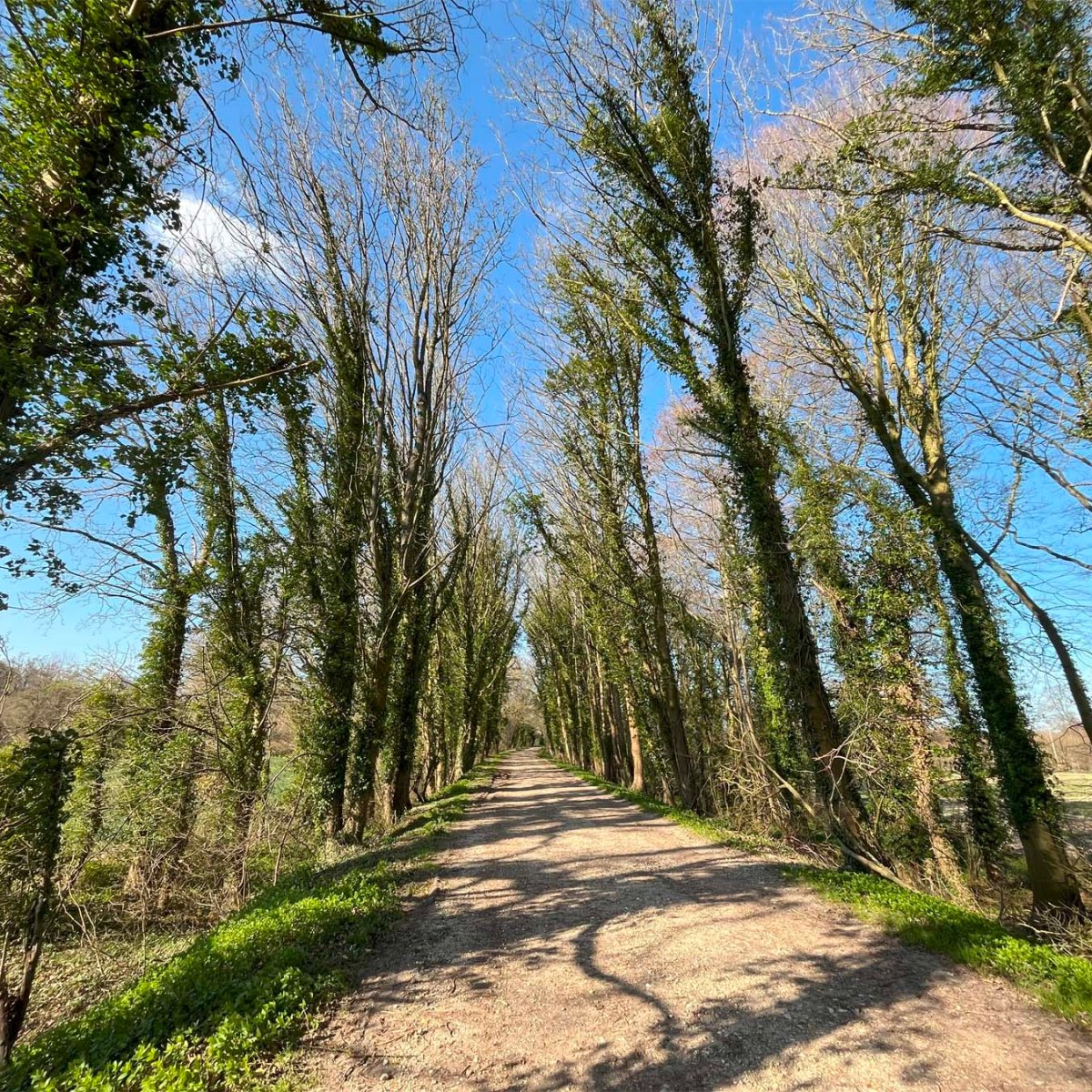 St Swithun’s Way (2) Alresford to&nbsp;Alton