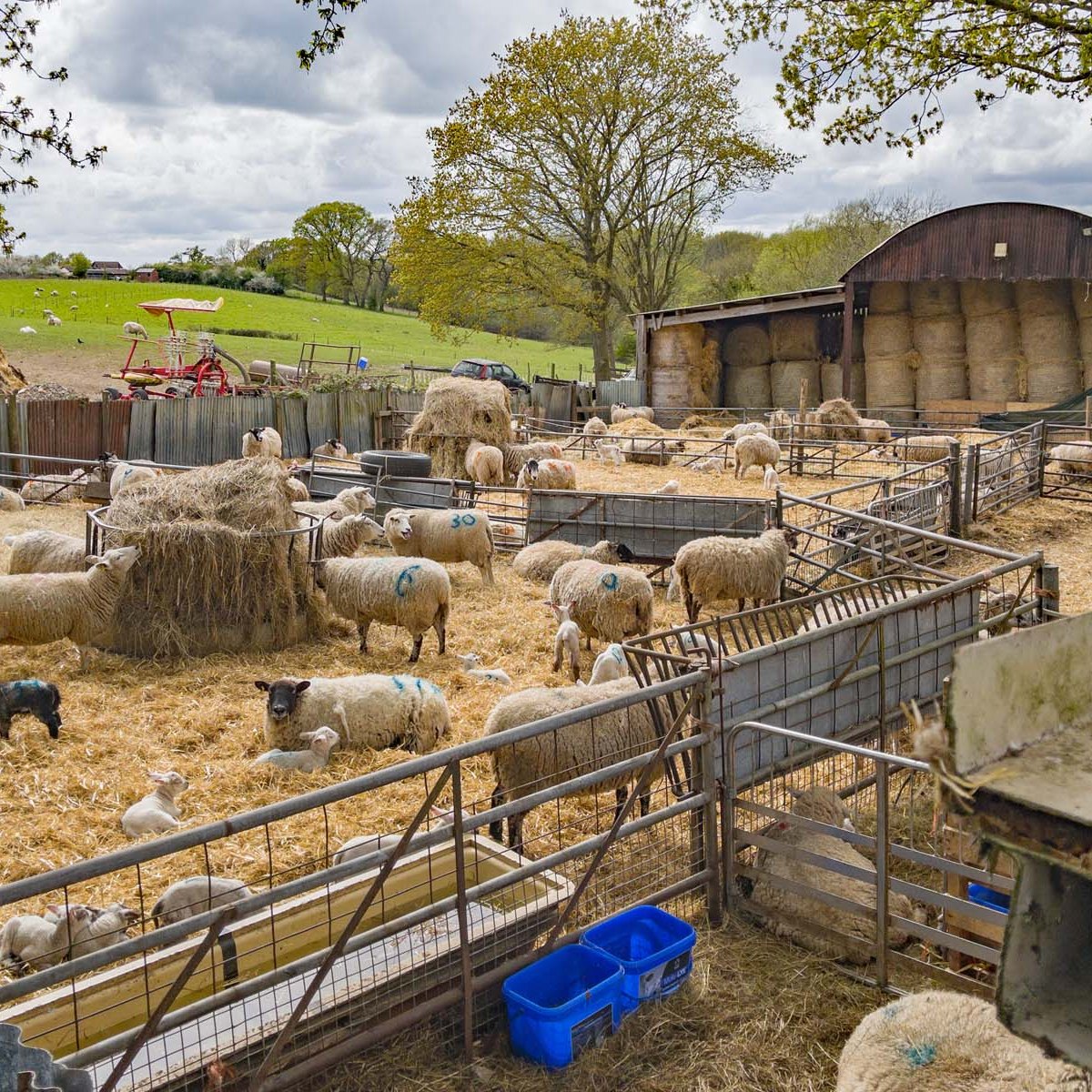 St Swithun’s Way (3) Alton to&nbsp;Farnham