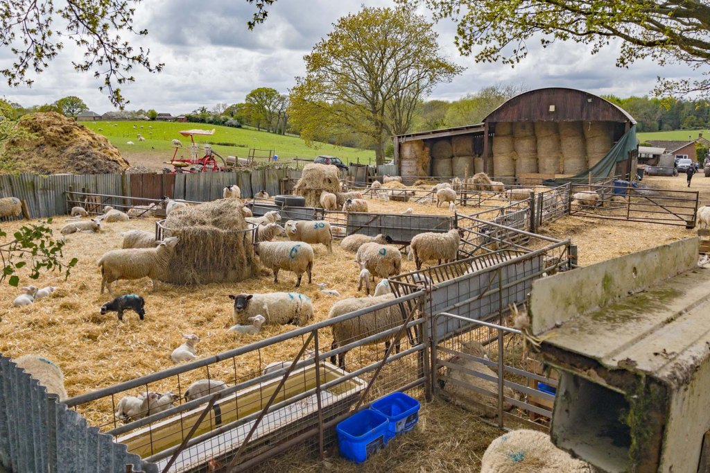 St Swithun’s Way (3) Alton to&nbsp;Farnham