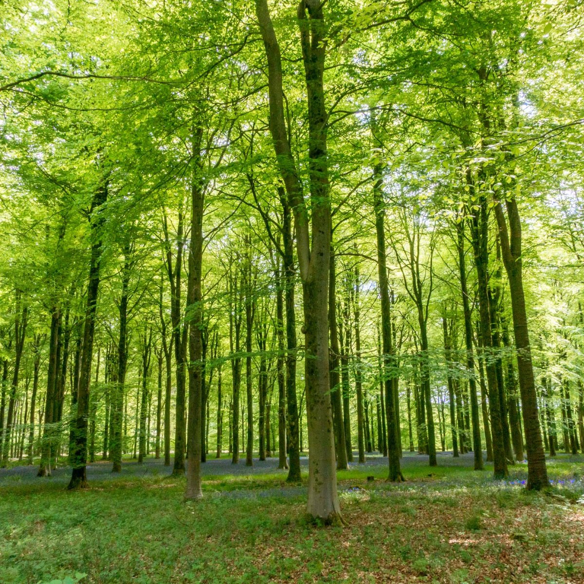 Clarendon Way (part 1) Salisbury –&nbsp;Broughton