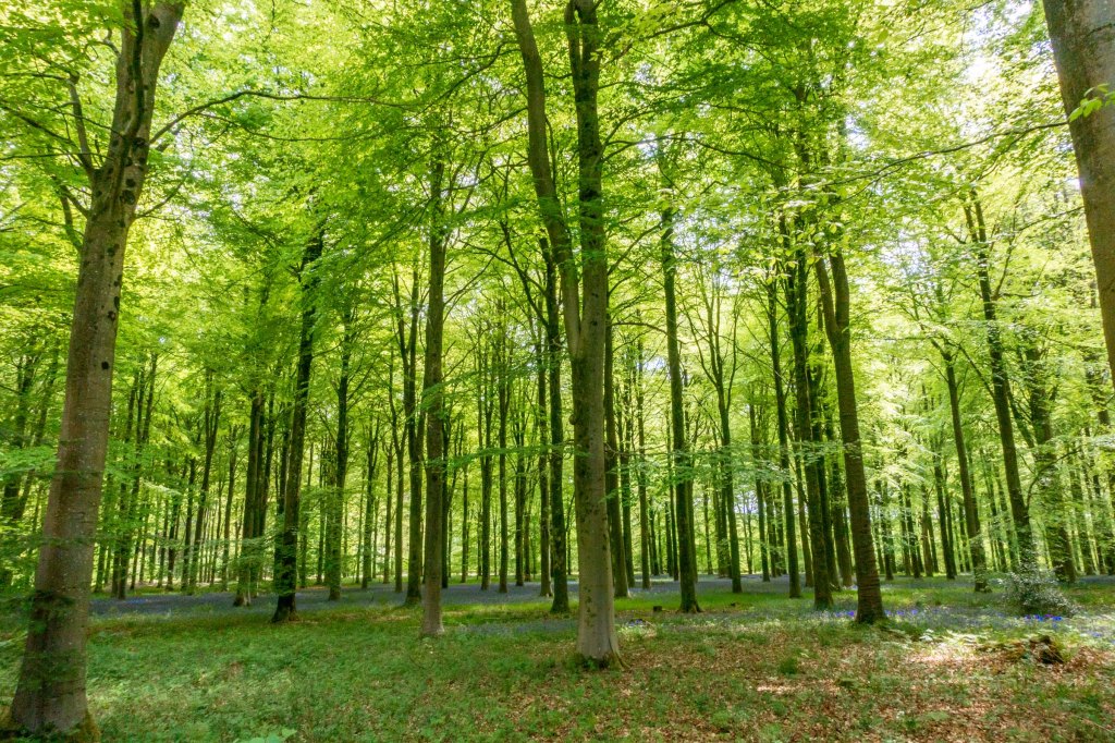 Clarendon Way (part 1) Salisbury –&nbsp;Broughton