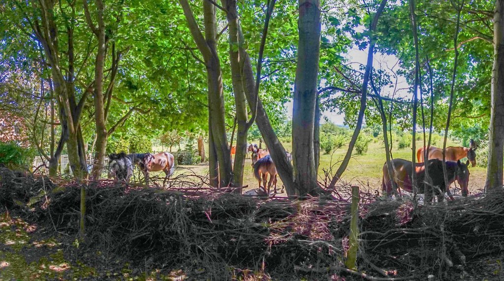 Westhumble to Leatherhead&nbsp;(again)