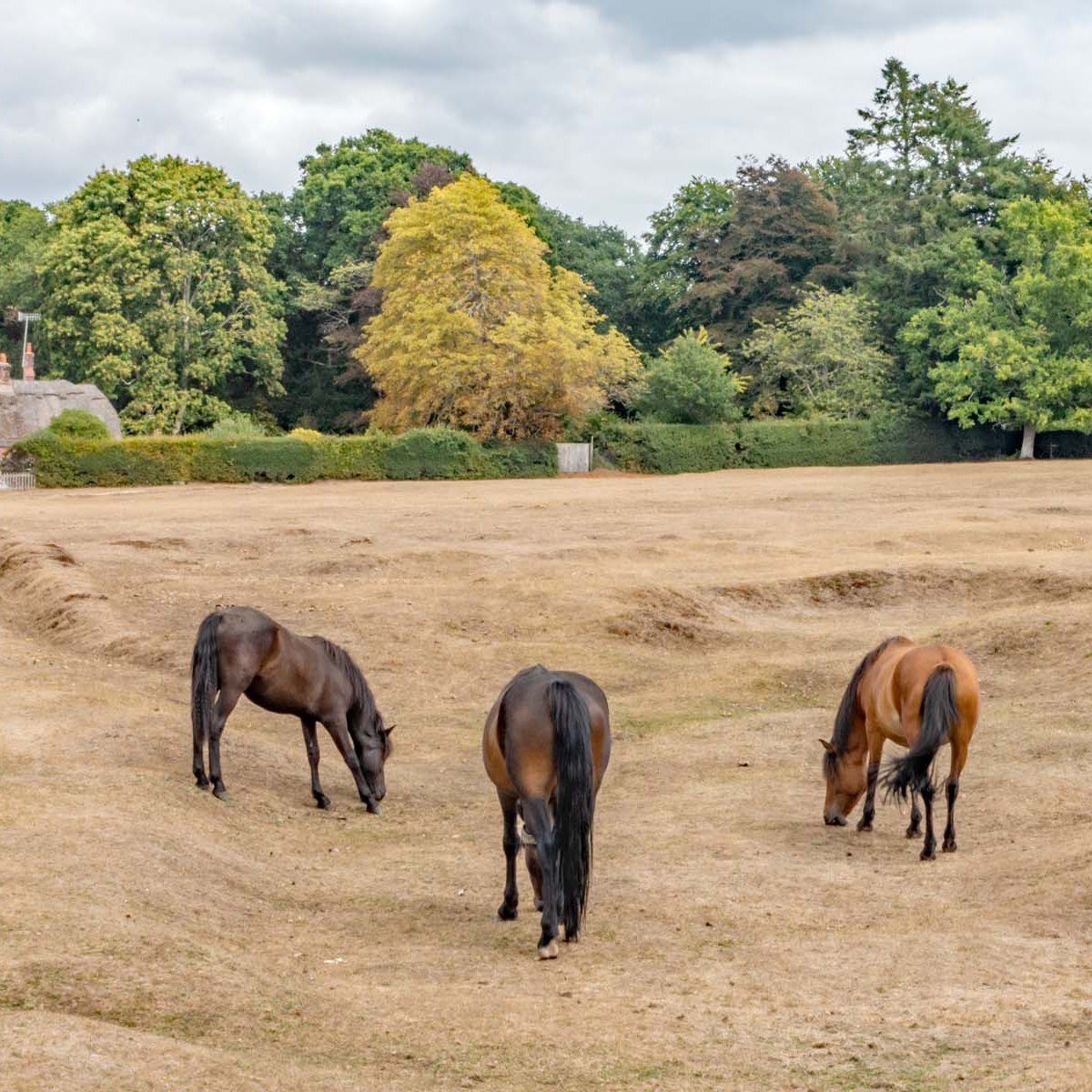 Avon Valley Path (Downton to&nbsp;Fordingbridge)