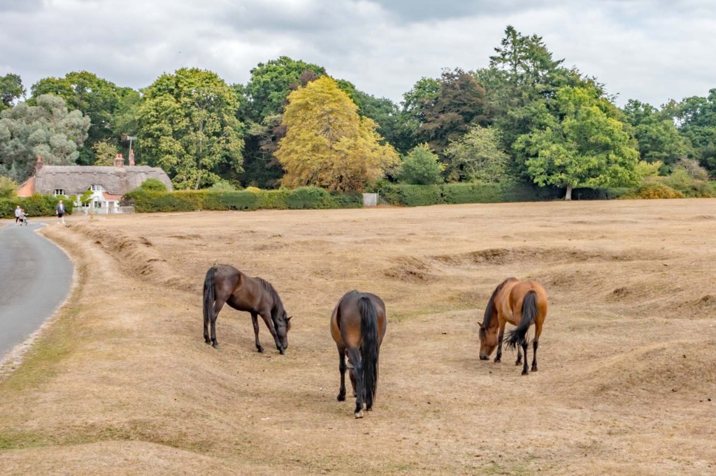 Avon Valley Path (Downton to&nbsp;Fordingbridge)