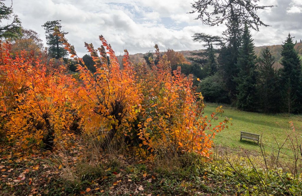 Polesden Lacey leaves
