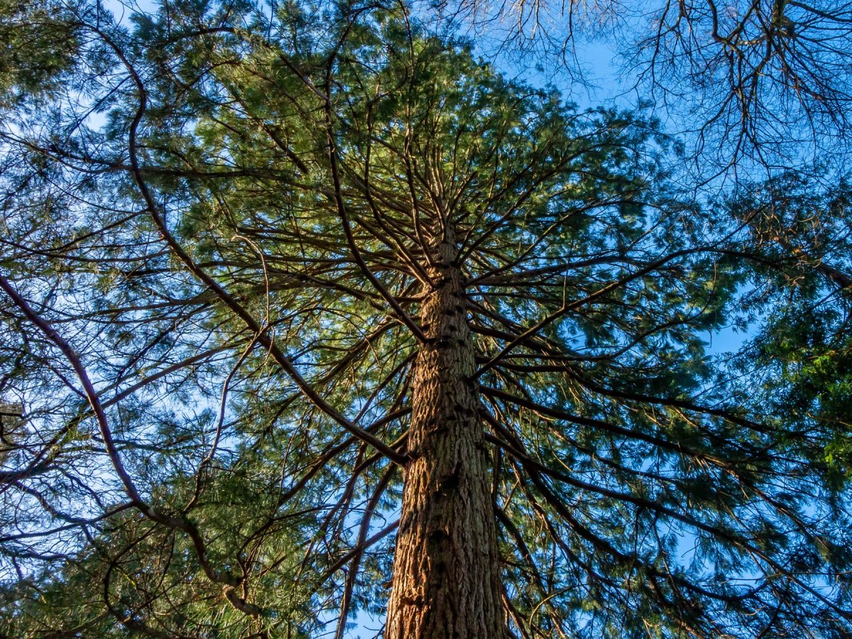 Wakehurst Place, Sussex
