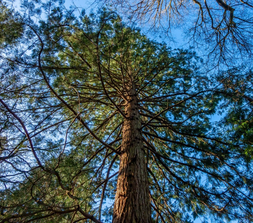 Wakehurst Place, Sussex