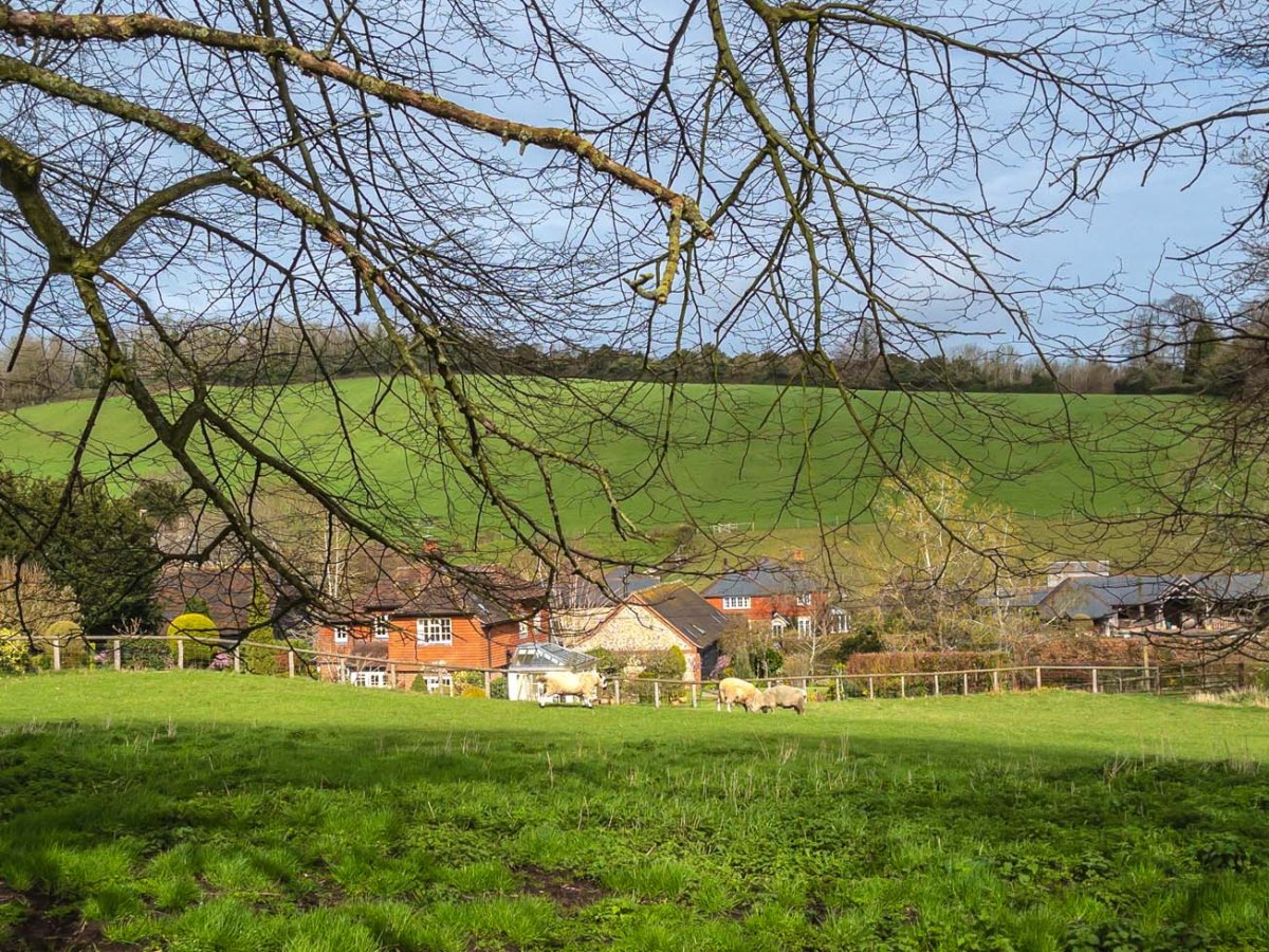 North Downs walk